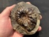 Arctroplites talkeetnamus , Albien,  Alaska, USA
