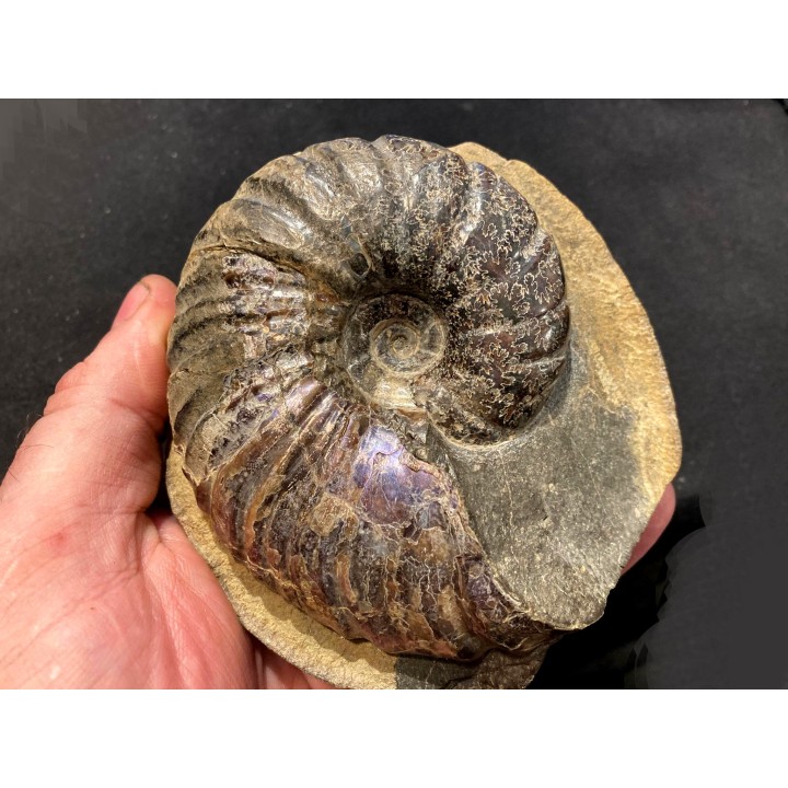 Lecontite sp. , Albien,  Alaska, USA