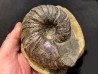 Lecontite sp. , Albian, Alaska, USA