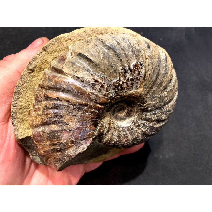 Lecontite sp. , Albien,  Alaska, USA