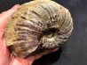 Lecontite sp. , Albien, Alaska, USA