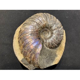 Lecontite sp. , Albien,  Alaska, USA