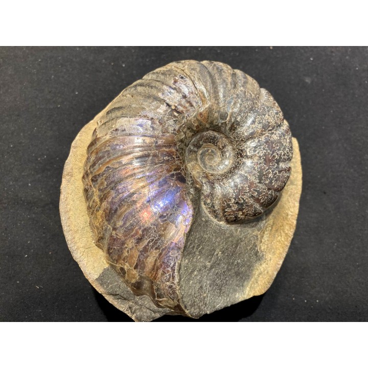 Lecontite sp. , Albian,  Alaska, USA