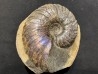 Lecontite sp. , Albian, Alaska, USA