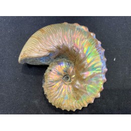 Hoploscaphites cheyennensis - Maestrichtien - Dakota - USA