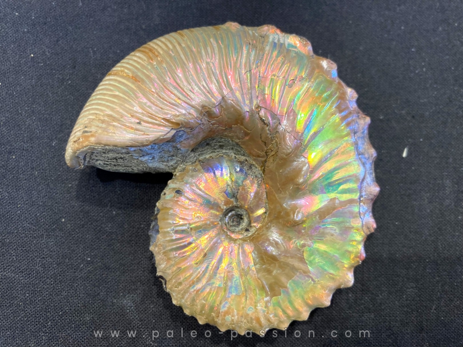 Hoploscaphites nodosus - Maastrichtian - Dakota - USA