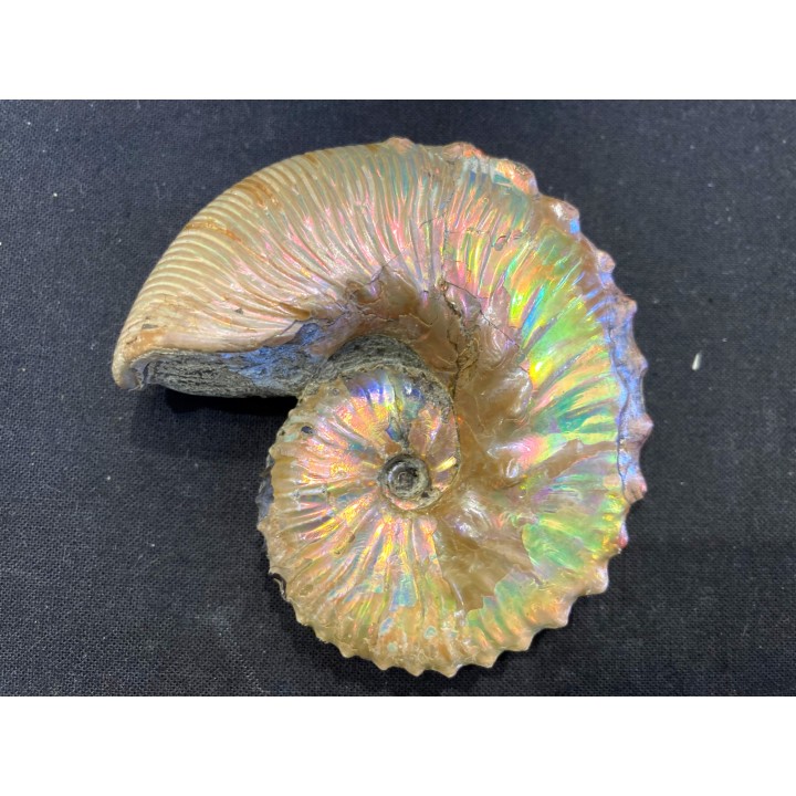 Hoploscaphites cheyennensis - Maestrichtien - Dakota - USA