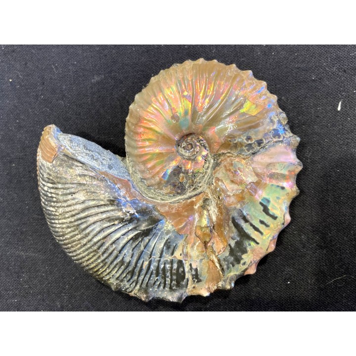 Hoploscaphites cheyennensis - Maestrichtien - Dakota - USA