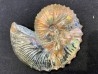 Hoploscaphites nodosus - Maastrichtian - Dakota - USA