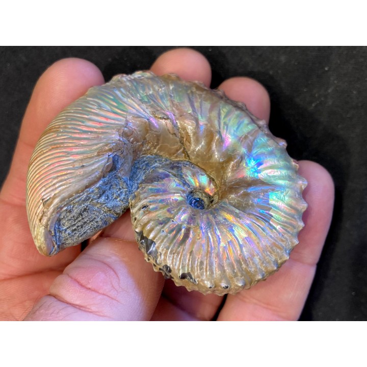 Hoploscaphites nodosus - Maastrichtian - Dakota - USA