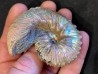 Hoploscaphites cheyennensis - Maestrichtien - Dakota - USA