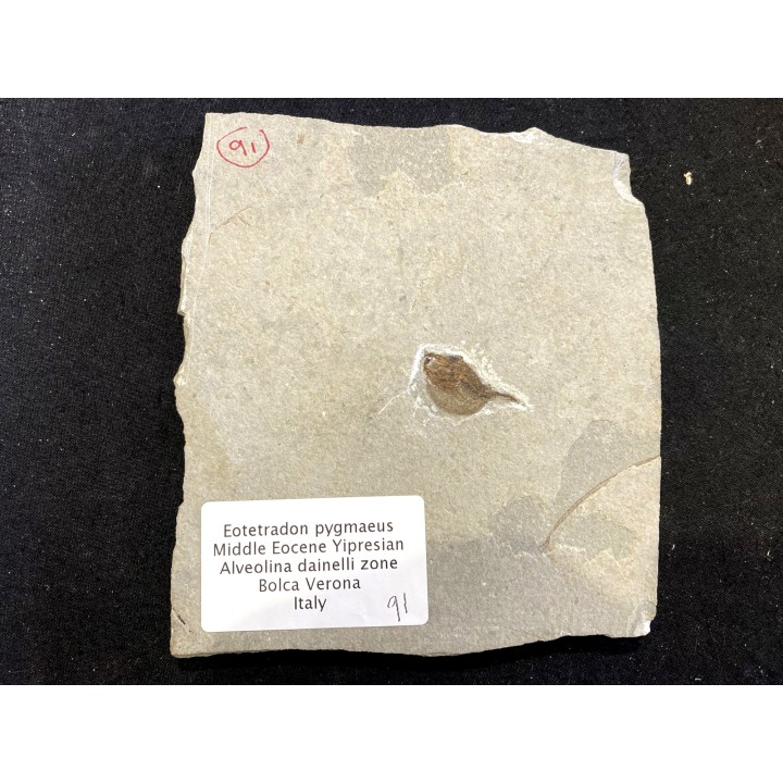 Eotetradon pygmaeus - eocene -  monte bolca