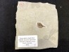 Eotetradon pygmaeus - eocene -  monte bolca