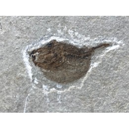 Eotetradon pygmaeus - eocene -  monte bolca