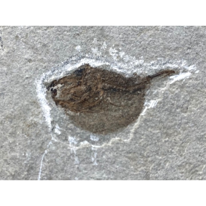 Eotetradon pygmaeus - eocene -  monte bolca