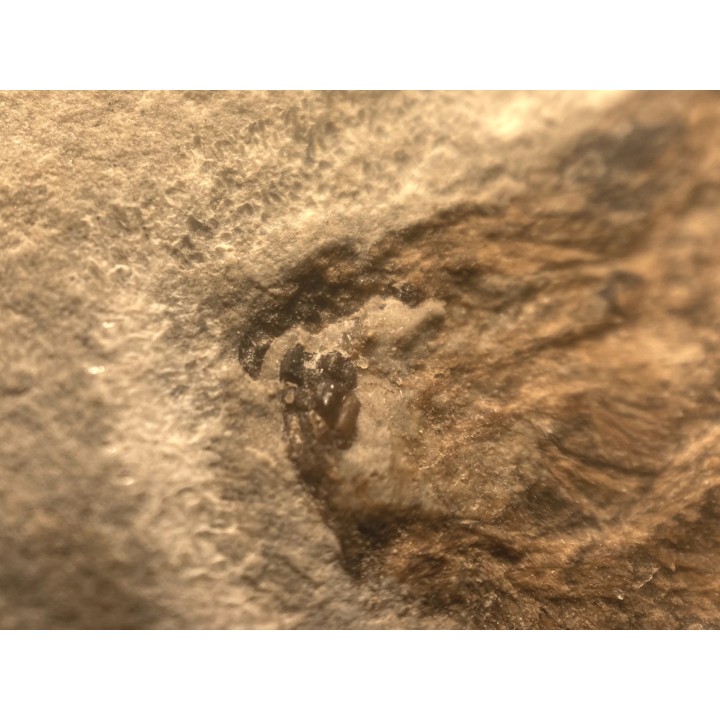 Eotetradon pygmaeus - eocene -  monte bolca