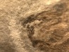 Eotetradon pygmaeus - eocene -  monte bolca