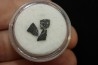 dinosaur maiasaura egg shell