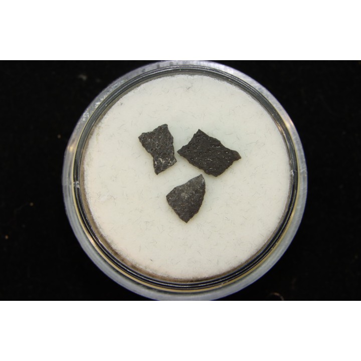 dinosaur maiasaura egg shell