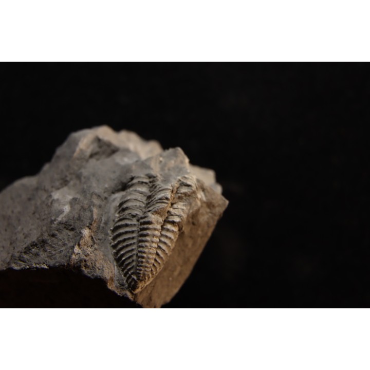Phillipsia gemmuliferia - Tournaisian Carboniferous - Belgium