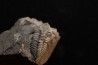 Phillipsia gemmuliferia - Tournaisien, Carbonifère - Belgique