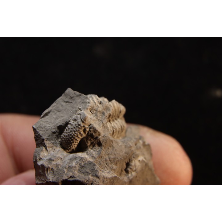 Phillipsia gemmuliferia - Tournaisien, Carbonifère - Belgique
