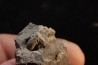 Phillipsia gemmuliferia - Tournaisien, Carbonifère - Belgique