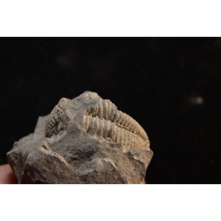 Phillipsia gemmuliferia - Tournaisien, Carbonifère - Belgique