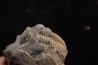 Phillipsia gemmuliferia - Tournaisien, Carbonifère - Belgique