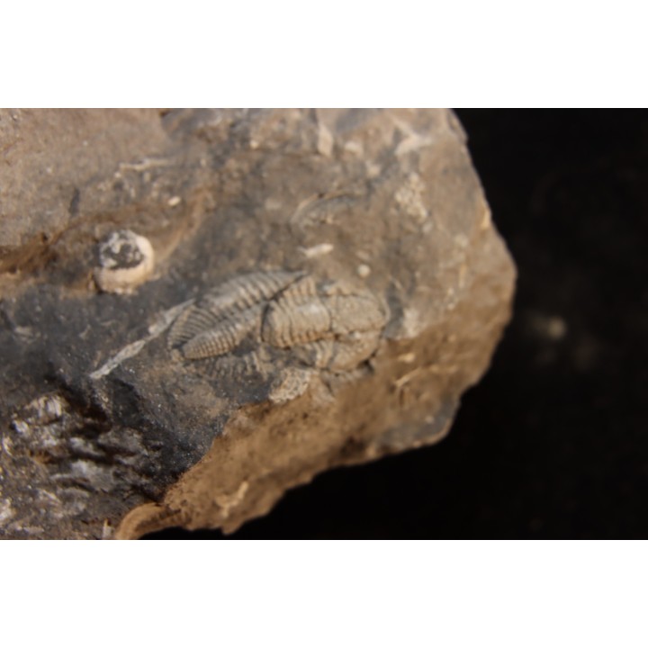 Phillipsia gemmuliferia - Tournaisian Carboniferous - Belgium