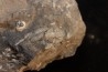 Phillipsia gemmuliferia - Tournaisian Carboniferous - Belgium