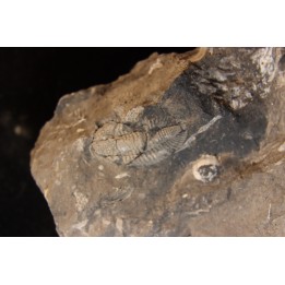 Phillipsia gemmuliferia - Tournaisian Carboniferous - Belgium