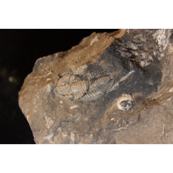 Phillipsia gemmuliferia - Tournaisian Carboniferous - Belgium