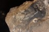 Phillipsia gemmuliferia - Tournaisien, Carbonifère - Belgique