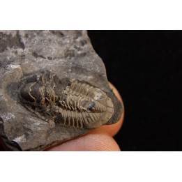 CUMMINGELLA JONESII - Tournaisian Carboniferous - Belgium