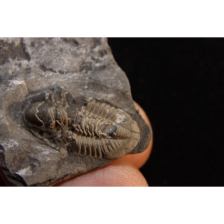 CUMMINGELLA JONESII - Tournaisian Carboniferous - Belgium