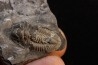 CUMMINGELLA JONESII - Tournaisian Carboniferous - Belgium