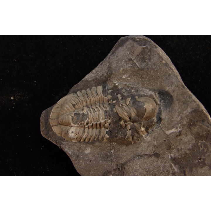 CUMMINGELLA JONESII - Tournaisien, Carbonifère - Belgique