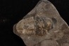 CUMMINGELLA JONESII - Tournaisien, Carbonifère - Belgique