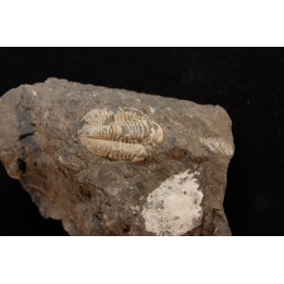 CUMMINGELLA JONESII - Tournaisian Carboniferous - Belgium