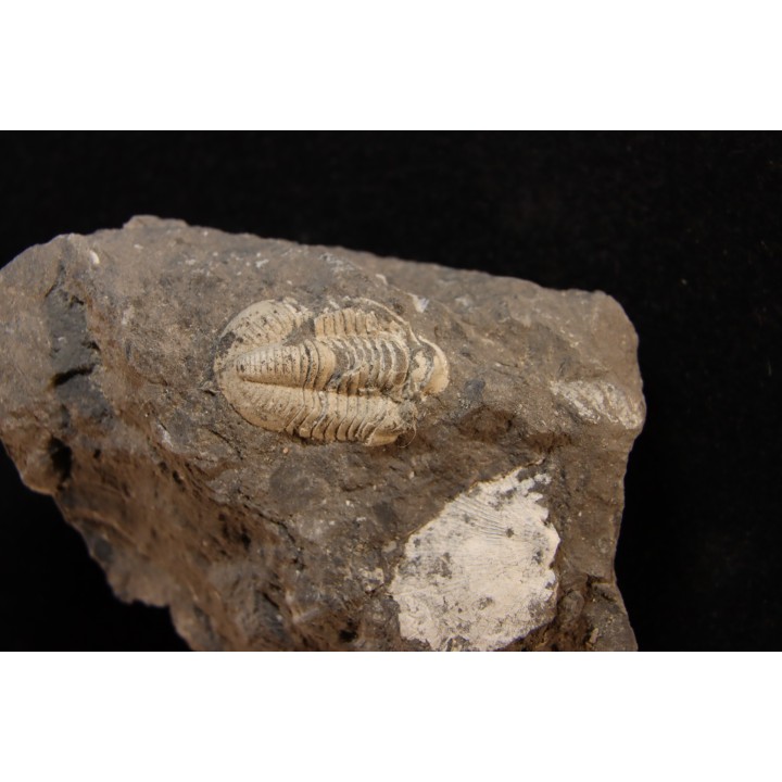 CUMMINGELLA JONESII - Tournaisian Carboniferous - Belgium