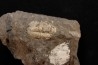 CUMMINGELLA JONESII - Tournaisien, Carbonifère - Belgique