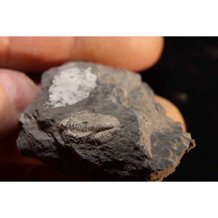 CUMMINGELLA JONESII - Tournaisian Carboniferous - Belgium