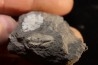CUMMINGELLA JONESII - Tournaisian Carboniferous - Belgium