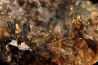 Or natif, Brannerite, Quartz, La Gardette Mine, FRANCE