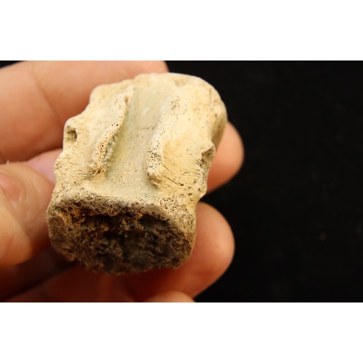 vertebra dinosaur hadrosaure : edmontosaure