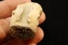 vertebra dinosaur hadrosaure : edmontosaure
