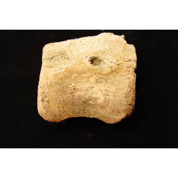 vertèbre de dinosaure hadrosaure : edmontosaure