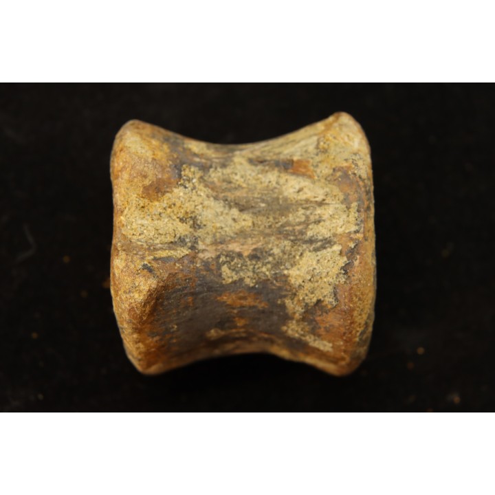 vertebra dinosaur hadrosaure : edmontosaure