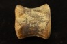 vertèbre de dinosaure hadrosaure : edmontosaure